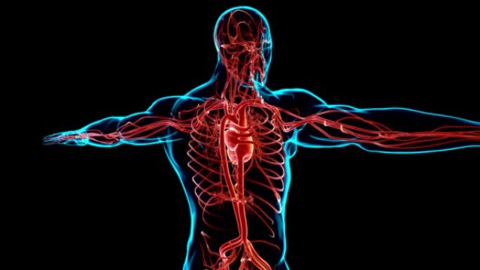 具有循环系统解剖学的人体心脏医学概念3D