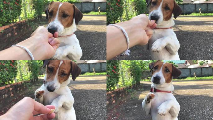 垂直视频小有趣的杰克罗素梗狗宠物喜欢夏天站在外面吃食物