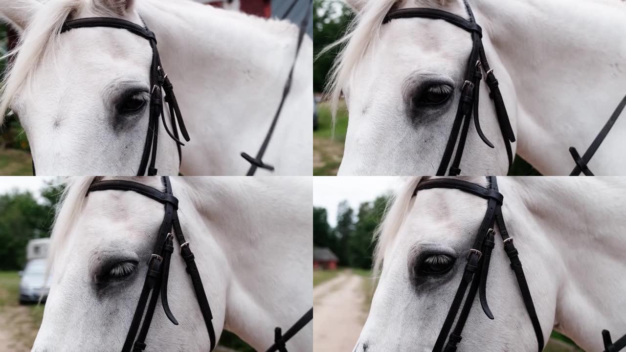农场上一匹被驾驭的白马的眼睛细节。牧场上的宠物。马头的特写。