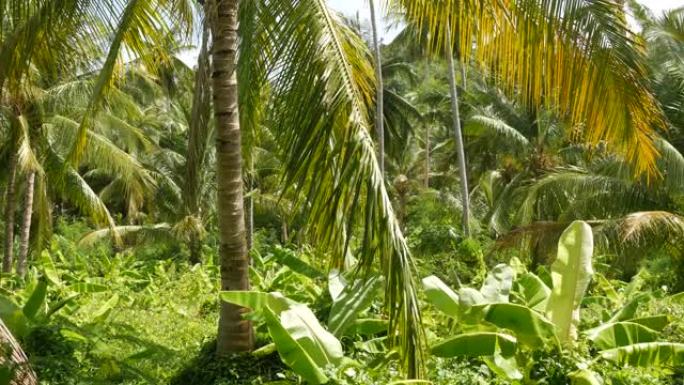 泰国晴天明亮的绿色香蕉种植园和椰树。泰国的典型景观。亚洲的传统农业。明亮多汁的异国情调的热带树叶背景