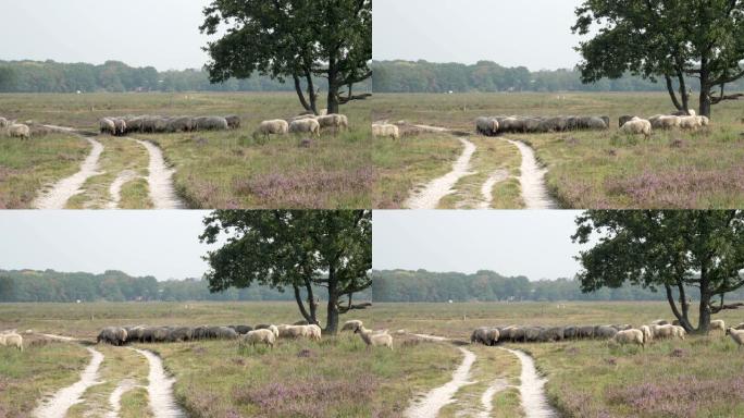 在树旁的荷兰紫色开花的石南丛中放牧的羊群