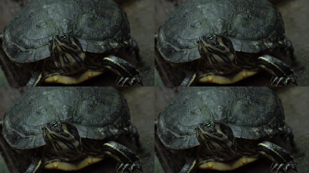 陆龟的宏观拍摄