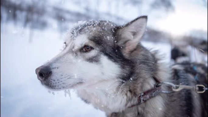 雪花落下的狗