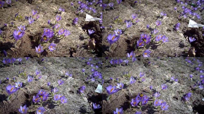在大黄蜂在紫色番红花上收集花蜜之后