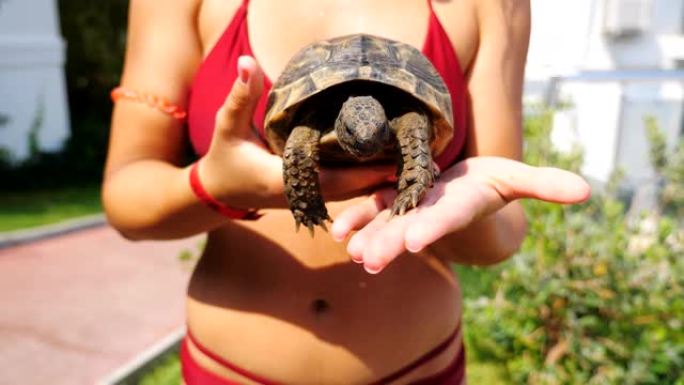 穿着红色泳衣的面目全非的女孩手心抱着小乌龟。年轻的女性游客在豪华度假胜地休息。乌龟在女人手中。旅游或