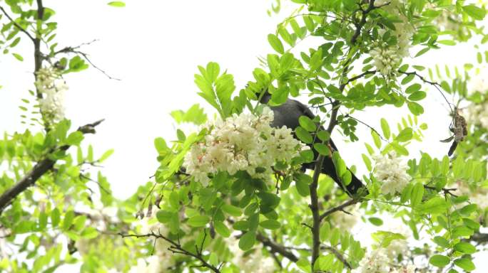 槐花树上小鸟觅食