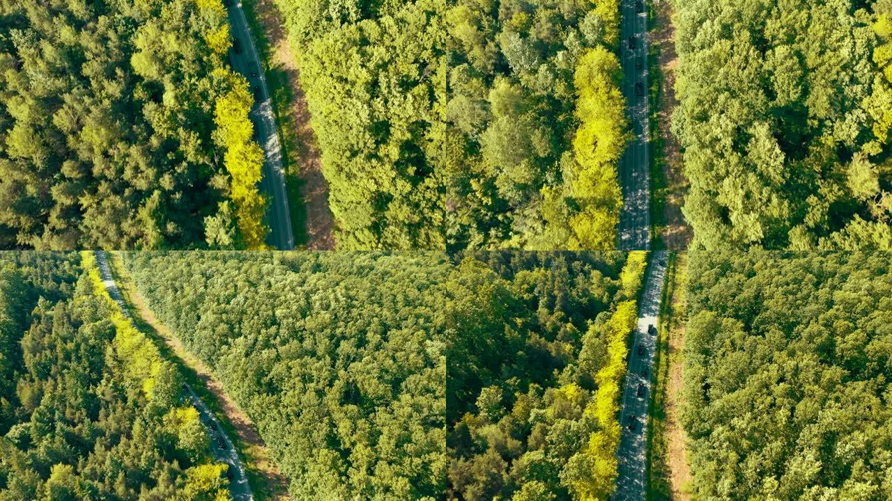 警察护送车辆沿着道路闪烁的树木库存视频