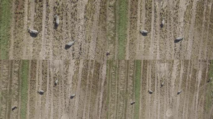水牛在稻田里放牧的航拍画面。白鹭在飞，坐在水牛上。水田。马来西亚兰卡威。