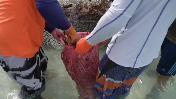 关闭当地加勒比海渔民的手在加勒比海海岸海滩上打开龙虾陷阱，将它们放在袋子中，在鱼市场上出售