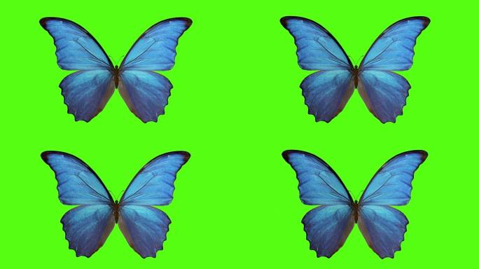 蝴蝶拍打翅膀。绿色背景上的蝴蝶。3d渲染