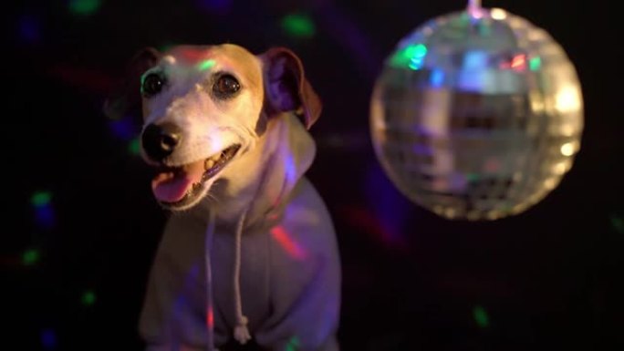 穿着灰色运动连帽衫的狗在夜总会迪斯科舞会气氛深色背景彩灯。
