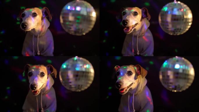 穿着灰色运动连帽衫的狗在夜总会迪斯科舞会气氛深色背景彩灯。