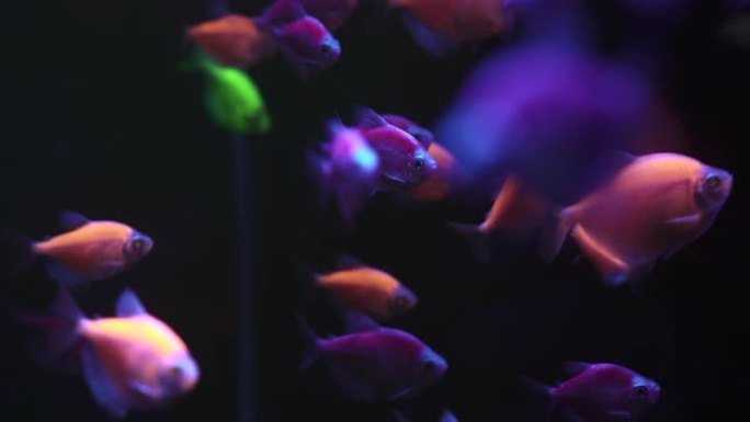 一群五颜六色的鱼在黑暗的水中游泳。