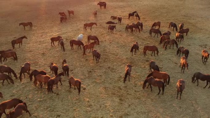一群马的鸟瞰图。一群年轻的马在奔跑，俯视图。日落。
