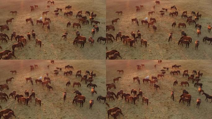 一群马的鸟瞰图。一群年轻的马在奔跑，俯视图。日落。