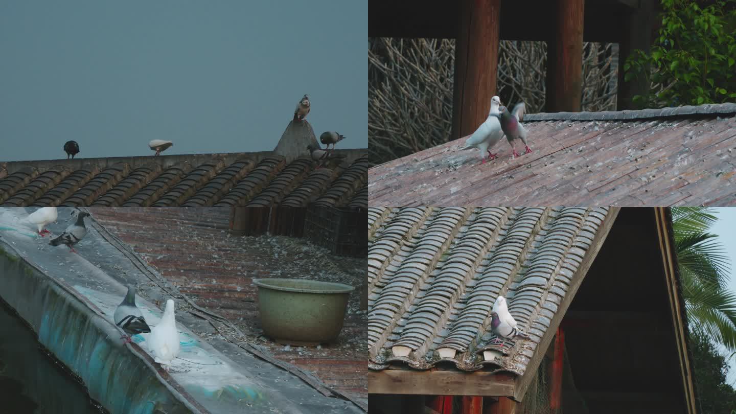 屋顶上闲庭信步的鸽子们