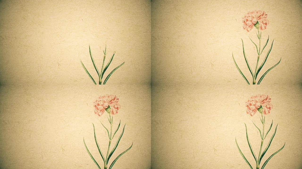 4k动画水彩花框，复古外观