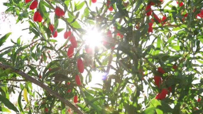 阳光花园树上生长的枸杞果实