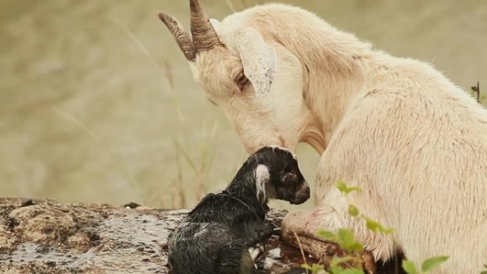 山羊躺在池塘旁边的草地上，有一个黑色的新生婴儿