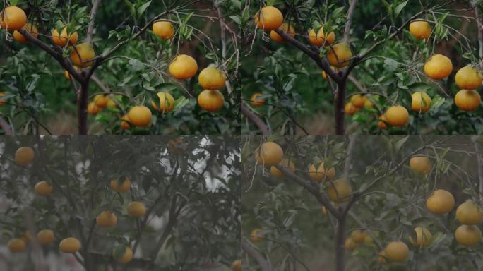 橘子、柑橘挂在树上4k,log素材