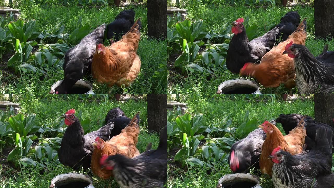 红色和黑色母鸡在绿草丛中从碗里喝水