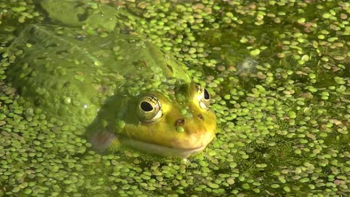 青蛙在被浮萍，Pelophylax esculentus或Teichfrosch覆盖的水中的特写