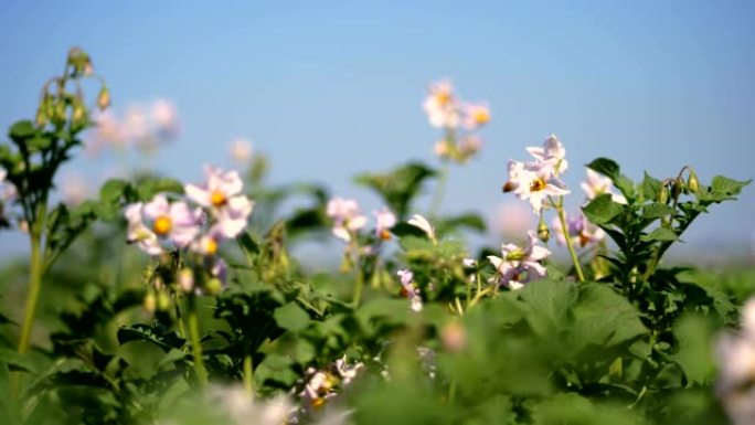 特写，开花的土豆。农场田地上的马铃薯灌木丛上盛开白色的淡粉色花朵。马铃薯生长。培育马铃薯品种。夏季炎
