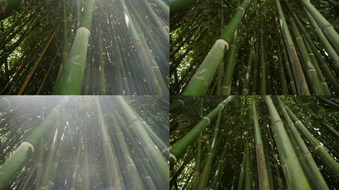 高大的绿色竹子生长