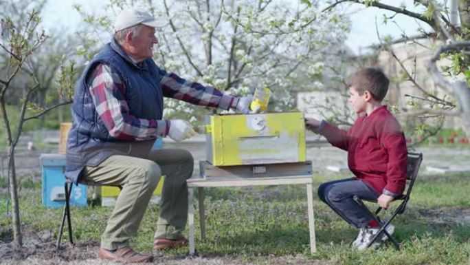 童年快乐，有爱心的祖父和他的助手小男孩在温暖的春日在养蜂场为蜜蜂画黄色油漆蜂箱