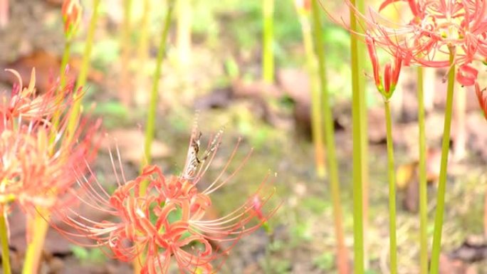 燕尾蝴蝶在星团孤挺花上吮吸花蜜