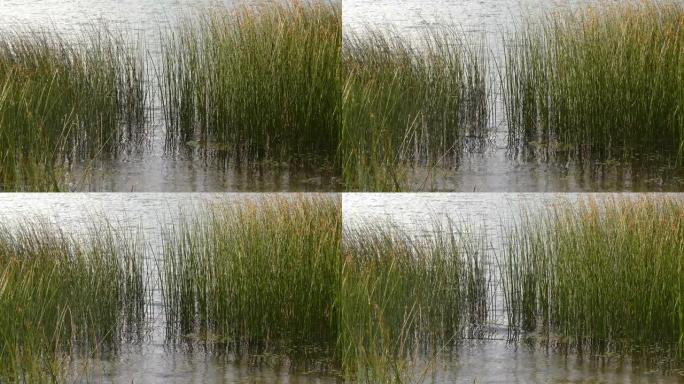 水里的芦苇，湖里的芦苇，