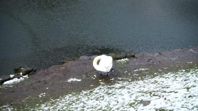 池塘边的一只白天鹅。