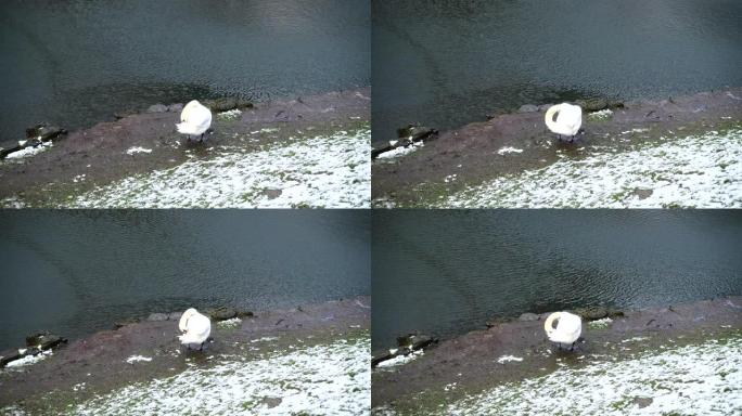 池塘边的一只白天鹅。