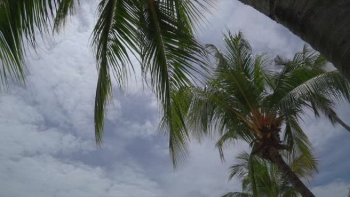 海滩边的椰子树在多云的天空中摇曳。