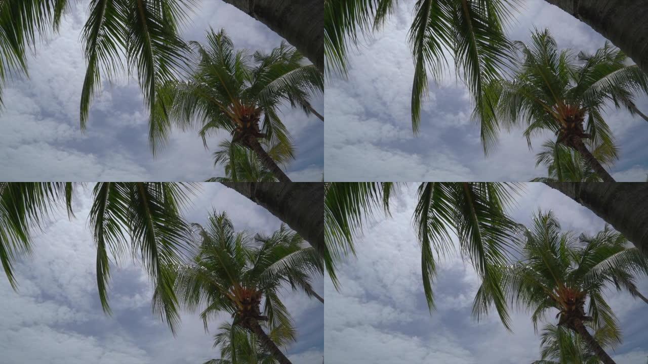 海滩边的椰子树在多云的天空中摇曳。