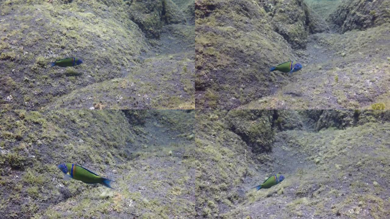 大西洋水下的绿蓝鹦鹉鱼。