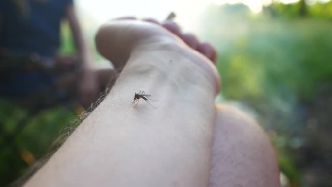 蚊子血在人体皮肤上吮吸的特写镜头