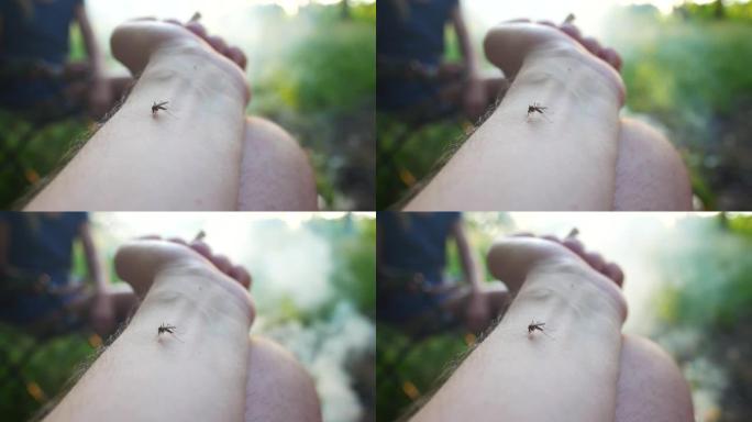 蚊子血在人体皮肤上吮吸的特写镜头