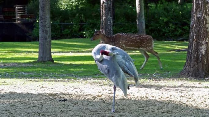 Sarus crane，Grus antigone也称为印度sarus crane