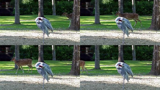 Sarus crane，Grus antigone也称为印度sarus crane