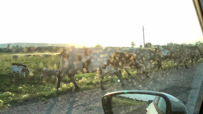 日落时分，一群牛在汽车前的道路上行走，从汽车内部可以看到。