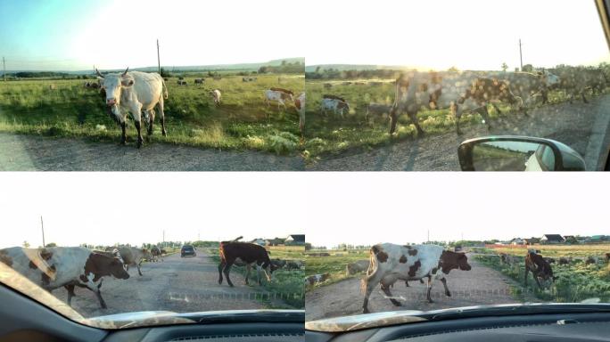 日落时分，一群牛在汽车前的道路上行走，从汽车内部可以看到。