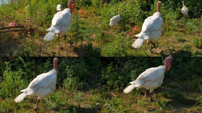 白色火鸡在夏天用开放的喙在炎热的绿色草地上走下去