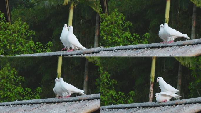 屋顶上一对情侣鸽子
