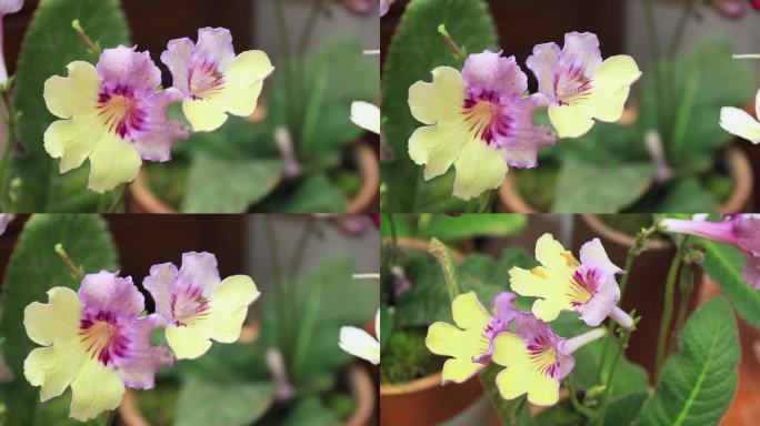 黄紫色堇兰扭果花旋果苣扭果苣苔