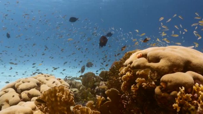 库拉索岛周围加勒比海珊瑚礁的海景，有鱼，珊瑚和海绵