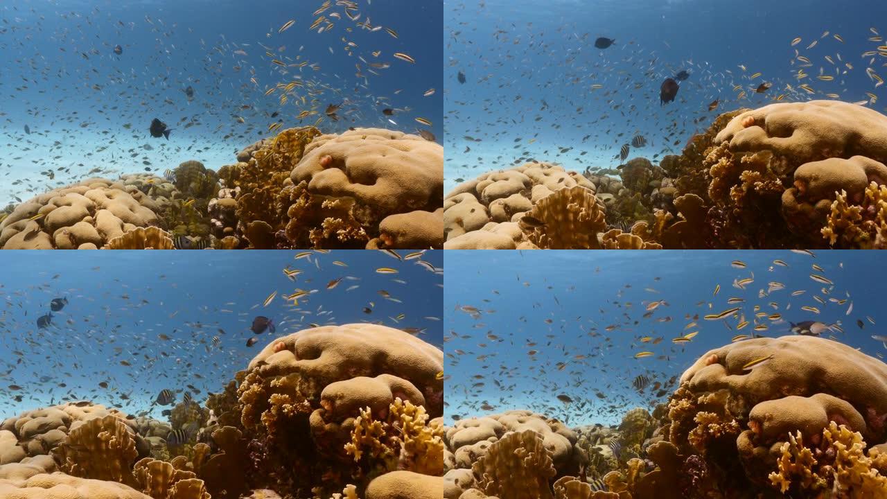 库拉索岛周围加勒比海珊瑚礁的海景，有鱼，珊瑚和海绵