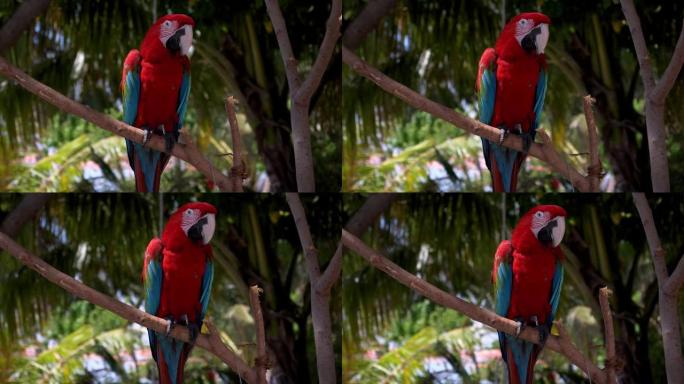树枝上鲜红色和蓝色的鹦鹉