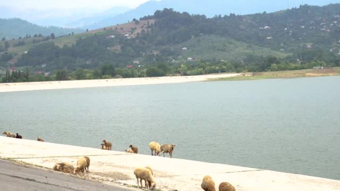 群羊吃草的山水盆背景。高地有成群的家畜的令人惊叹的田园风光。