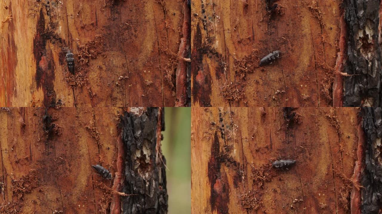 俄罗斯烧毁的树上的昆虫